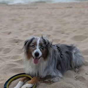 Lost Dog Indy