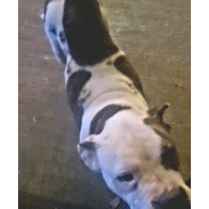 Image of Unknown, Found Dog