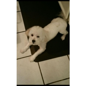 Lost Dog Osito