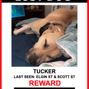 Lost Dog TUCKER