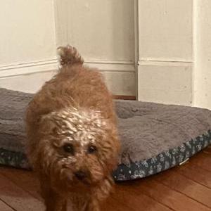 Lost Dog Cleopatra