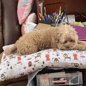 Lost Dog Muffin