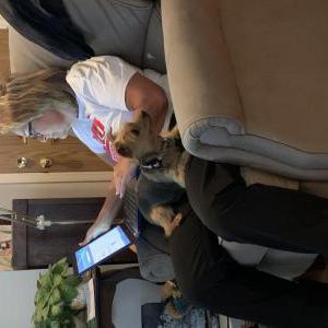 Lost Dog Bella
