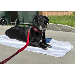Lost Dog Zeus