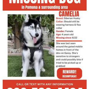 Lost Dog Camelia