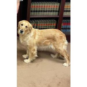 Lost Dog Mollie