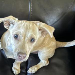 Lost Dog Lilly