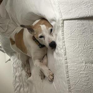 Lost Dog Harper