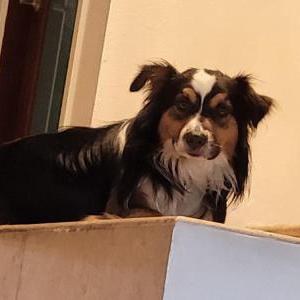Lost Dog Cody