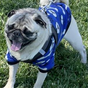 Lost Dog BRUNO
