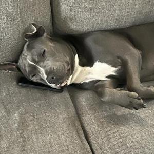 Lost Dog azure
