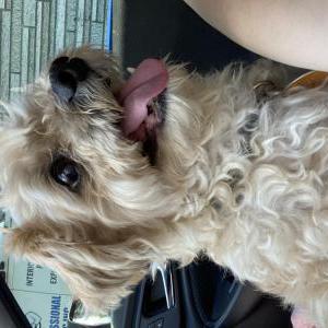 Lost Dog Tony