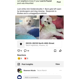 Lost Dog Brailee