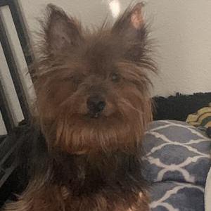 Lost Dog Coco