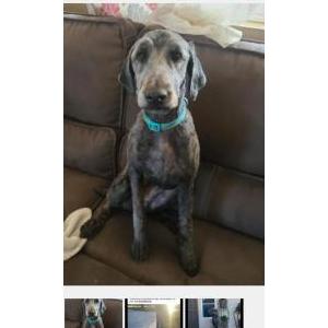 Lost Dog TEDDY
