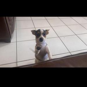 Lost Dog Bety
