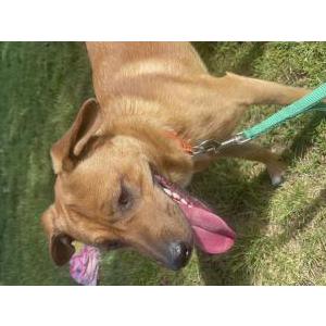 Lost Dog Copper