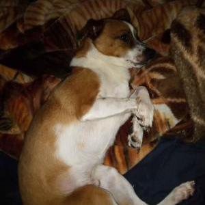 Lost Dog pippen