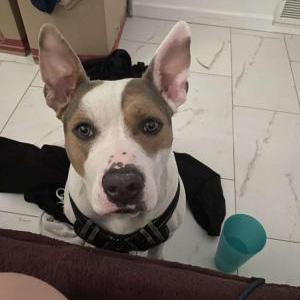 Lost Dog Paisley