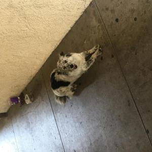 Found Dog unknown