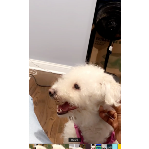 Lost Dog Isabella