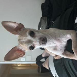 Lost Dog Jim Jim