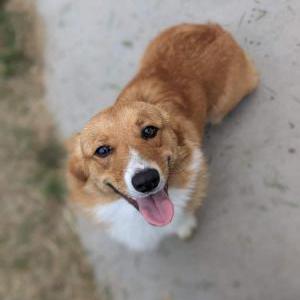 Lost Dog Blaire