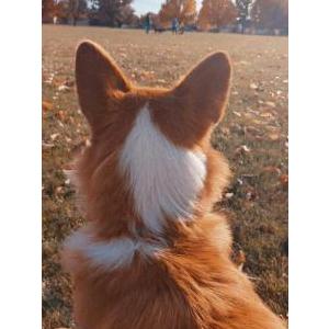 2nd Image of Blaire, Lost Dog