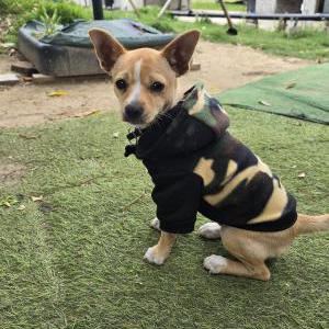 Lost Dog Leo