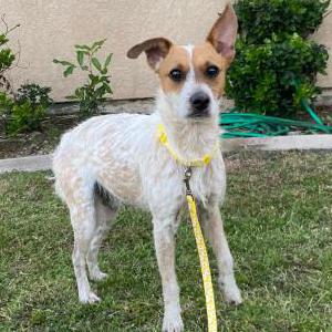 Found Dog Unknown