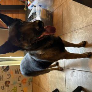 Lost Dog Unknown