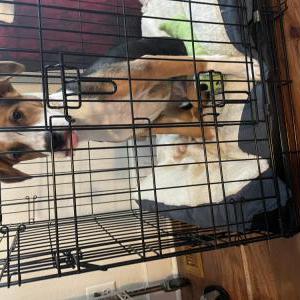 Found Dog Unknown