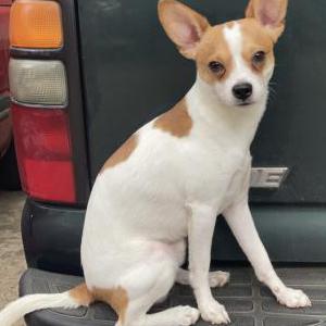 Lost Dog Pico