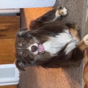 Lost Dog Oliver