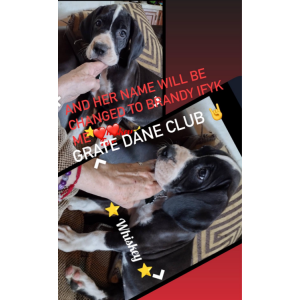 Lost Dog Brandy