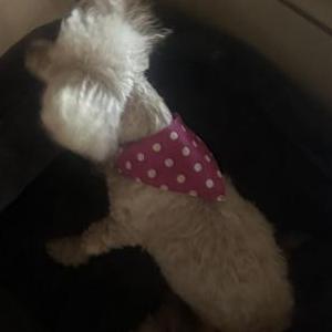 Lost Dog Cubby