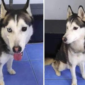 Found Dog Unknown