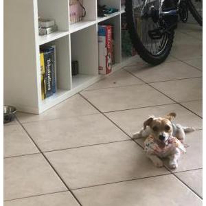 Lost Dog Milo