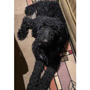 Lost Dog Mindy