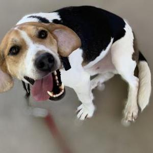 Lost Dog Max