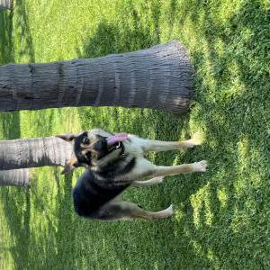 Lost Dog Nova