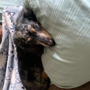 Lost Dog Bindi
