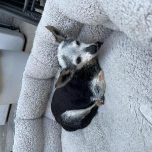 Found Dog Unknown