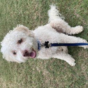 Lost Dog Axel