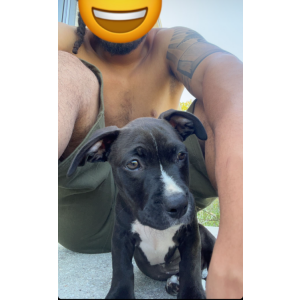 Lost Dog Onyx (PeeWee)