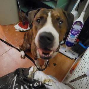 Found Dog Unknown