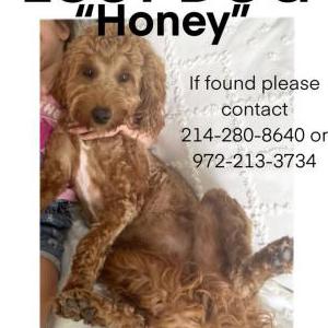 Lost Dog Honey