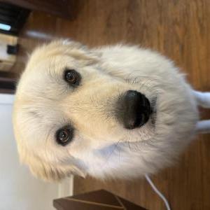 Lost Dog Armie Zaher