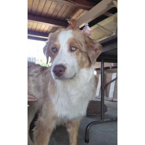 Found Dog Unknown