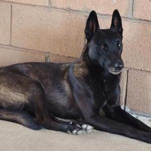 Found Dog Unknown
